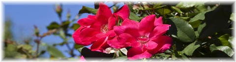 red_rose_pic_04